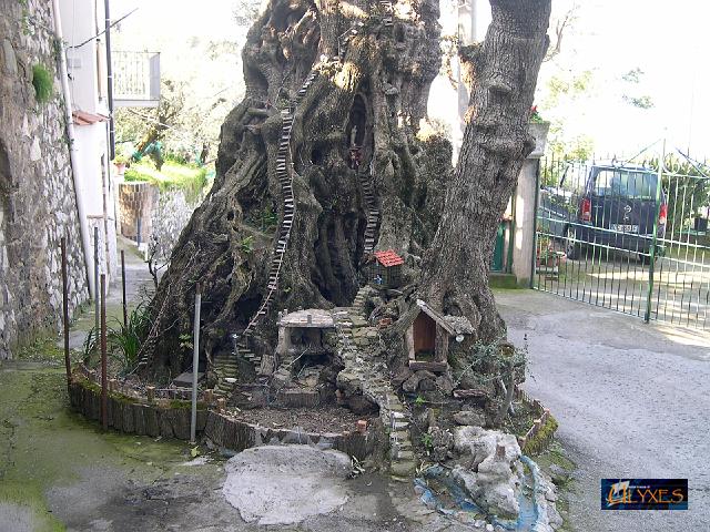presepe nell'ulivo a marciano.JPG